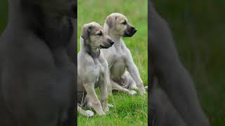 Suki's pups, now 8 weeks old.