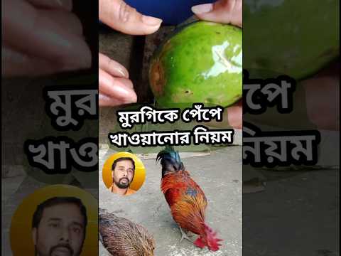 মুরগিকে কাঁচা পেঁপে খাওয়ানোর নিয়ম #krishakdada #ytshorts #shorts