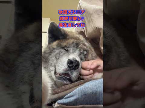 締まりのない顏が可愛すぎる秋田犬シニアの秋馬くん。【大型犬】【akita dog】 #akitadog #shorts #秋田犬