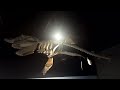 Shark Skeleton Gallery Questions