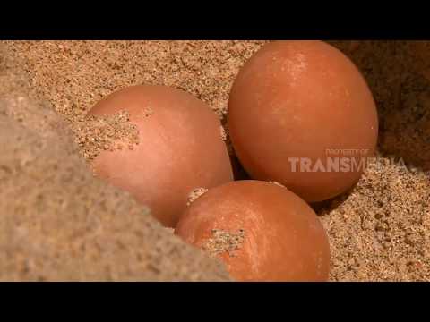 SI OTAN REPACKAGE | SI PINTAR DAN SI GOSONG (05/02/18) 3-3