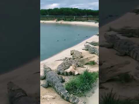 Duck vs Crocodile