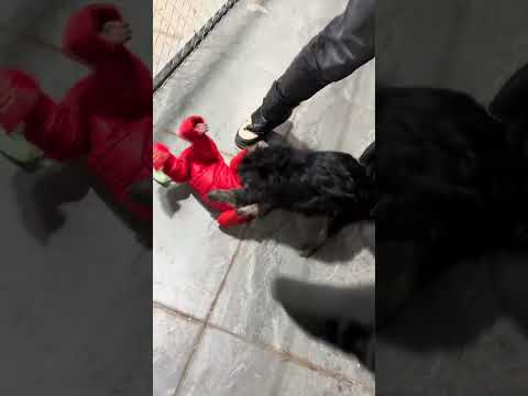 Six beaten little monkeys, animals’ confusing behavior, zoo, cute pets
