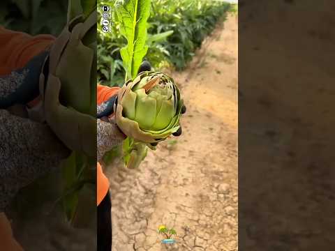 طريقة تقشير الشوكية اللذيذة 😋 من اطيب النباتات 😋