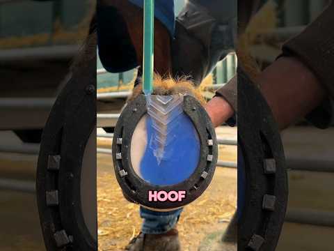 horse new shoe #hoof #animal #satisfying #asmr #foryou #horse