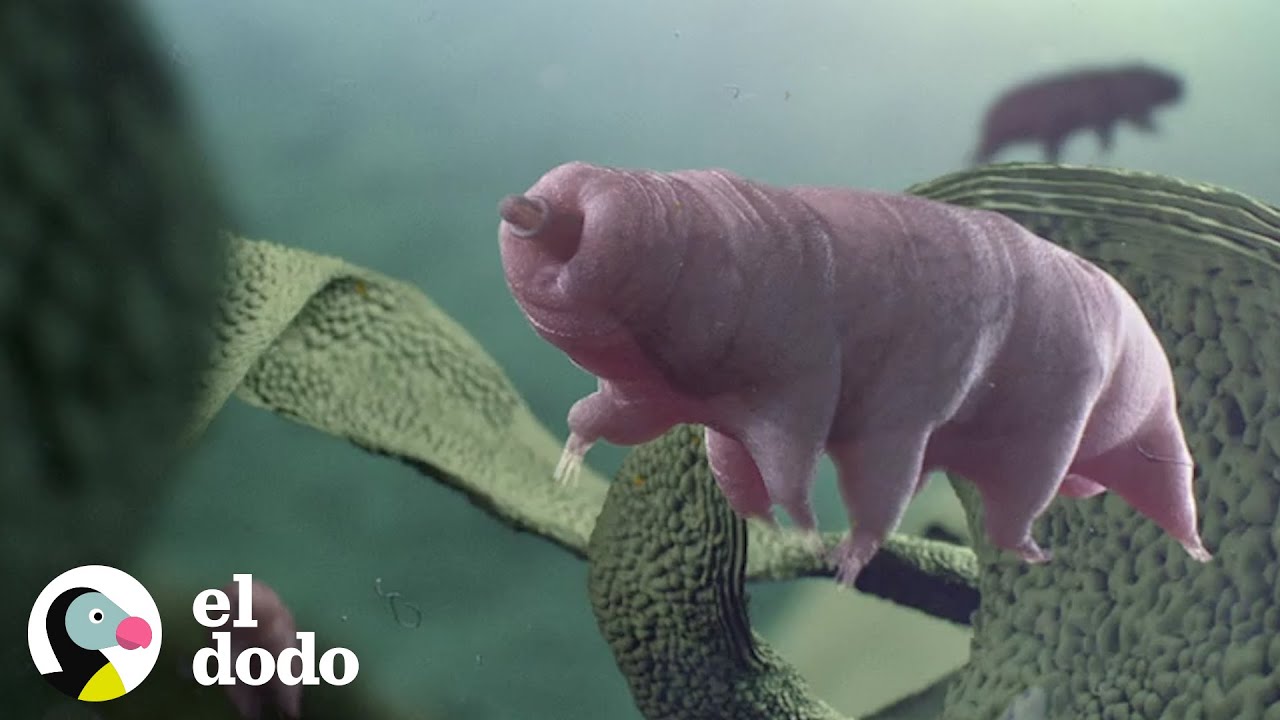 El animal más pequeño y fuerte del mundo