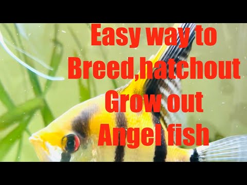 Step by step breeding angel fish part 1 