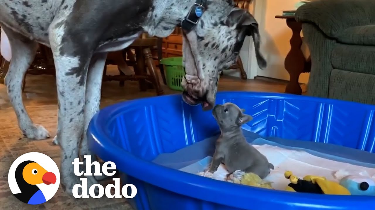 1-Pound Frenchie Puppy Bites 125-Pound Great Dane's Face Nonstop Little But Fierce