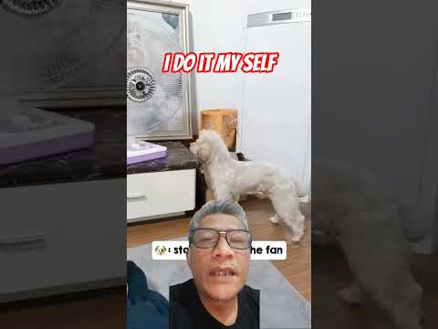 Cute and Intelligent Puppy #puppy #pets #cute