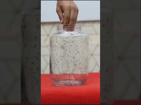 Mosquito and Joke Experiment #shorts #shortvideo