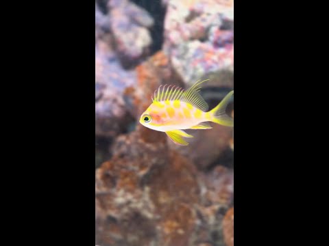 Coming thisTuesday to Diver's Den at 5pm CST! Coming thisTuesday to Diver's Den at 5pm CST!
#liveaquaria #diversden #wysiwyg #fishkeepers #fishtok