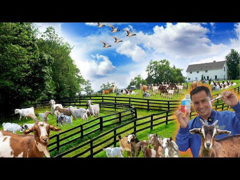 Goats diseases that's too dangerous! Proven Methods to Combat Goat Illness!