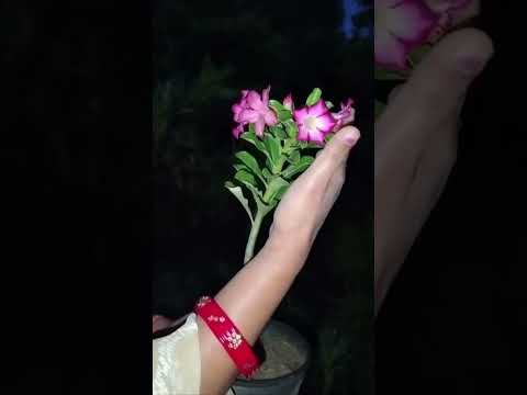 𝙍𝙖𝙙𝙝𝙖'𝙨 𝙜𝙖𝙧𝙙𝙚𝙣 𝙨𝙝𝙤𝙧𝙩𝙨 is live