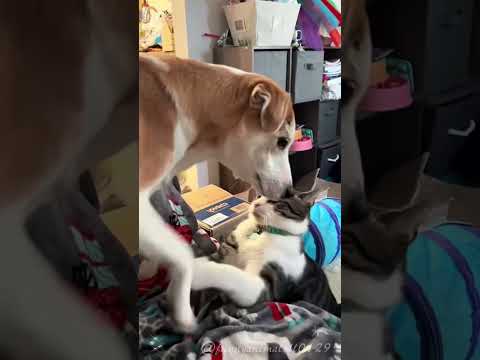 Cats and dogs live in harmony #cat #catlover #funny #funnyvideos #foryou #fypage #funnycat #cats