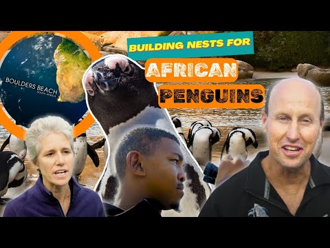 Saving the adorable penguins of Boulders Beach