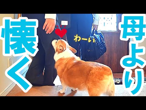 長年お世話している母より、初対面の業者さんに懐くコーギー犬