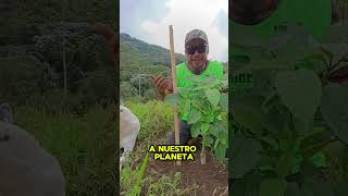árbol de regalo del día de la madre