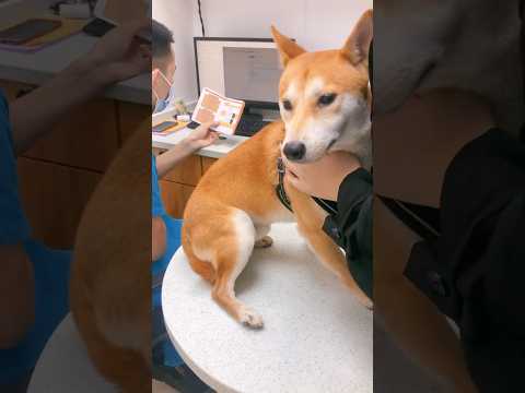 Funny dog🤣🤣 #funny #funnydog #funnyvideo #foryou #shorts #dog