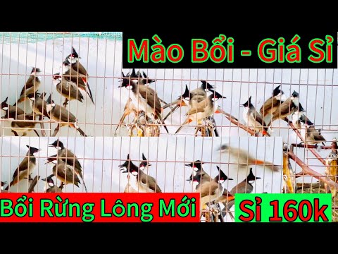 Bán Sỉ Mào Rừng số lượng.Bao Tật Lỗi .giá 160k.. Ae cửa hàng bán lẻ lh:0962173954