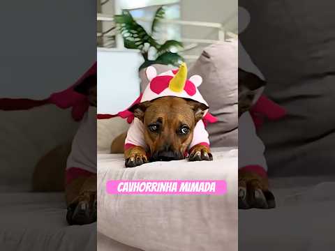 ELA ADESTROU ELA! #novelinha #dog #funny