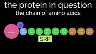 The Secretory Pathway