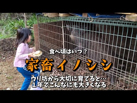家畜イノシシは1年でこんなに大きくなる ぼちぼち狩猟採集生活#19