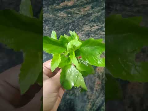 #మీరు నెం:1గా ఉండాలి అనుకుంటున్నారా #ytshorts #youtubeshorts Subscribe friends