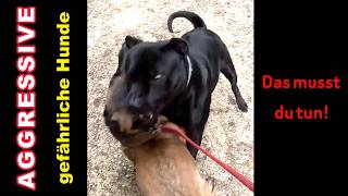 Aggressiver, gefährlicher Kampfhund greift den lieben Malinois an.