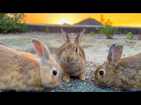 The Only Bunny Island in the World 🏝️🐇 Visiting Japan’s Rabbit Paradise ✨