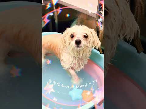There's something like this in the house#Dog #Cute #home #Maltese うちにはこんなのがいます#犬 #可愛い #家 #チワマル
