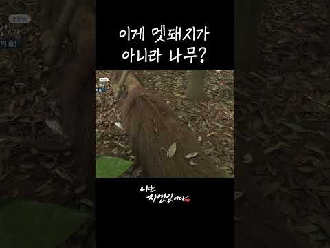 이게 멧돼지가 <strong>아니라</strong> 나무? #shorts