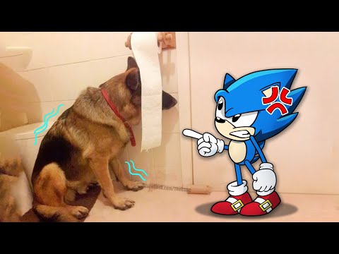 Trending Funny Animals 2023 😂 Funniest Cats And Dogs Videos 😾🐶 Sonic in Real Life!