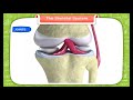 Understanding the Skeletal System