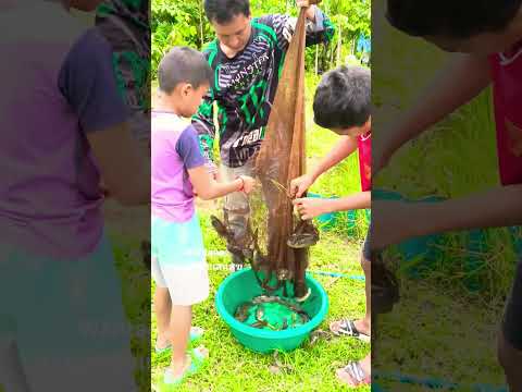ช่วยพ่อเอาปลาออกจากแห.. #คลองไส้ไก่ขุดมือ #automobile #เกษตรผสมผสาน #canal #nature #garden