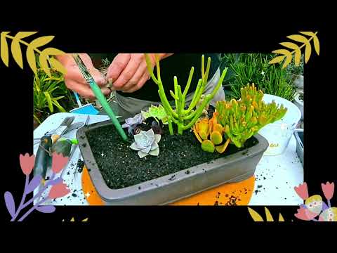 SUCCULENT ARRANGEMENT      by: Dante Salvador  