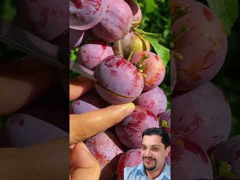 ameixa deliciosa #horta #plantas #frutas