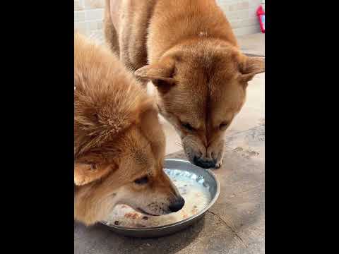 Reward the expert with a Guangxi specialty product. Danielle learns the hard way.