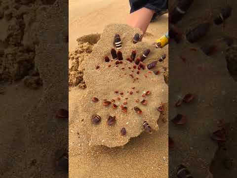 Hidden Treasures in the Sand! 💎#shortvideo