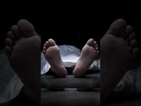 World's deadliest animals by annual human deaths #death #animals #top10