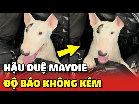 Xuất hiện hậu duệ của Maydie với độ báo không thua kém 😂