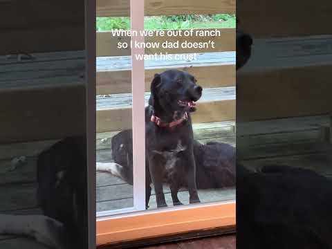 #funnydogs#cute#doglover#doglife#cure#dogshorts#pet#doglife#dogshorts