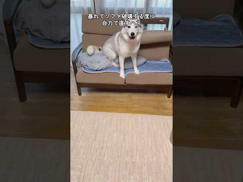 狙ってやってる? #shorts