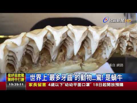 世界上最多牙齒的動物...驚!是蝸牛 - YouTube(1分27秒)