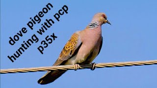 Dove pigeon hunting with p35x / long range hunting with pcp p35x / hunters vlogs pk