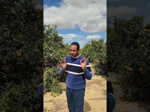 كيف تحصل على محصول جيد