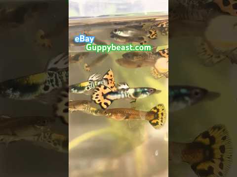 Guppybeast stock pond tiger king cobra 🐍  batch 