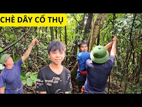 Bộ 3 siêu đẳng - vượt núi dốc thẳng đứng trên đỉnh phia khao săn tìm  " CHÈ DÂY CỔ THỤ "