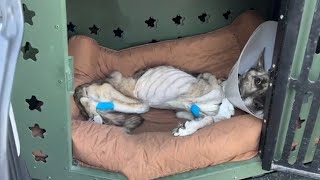 His Fragile, Emaciated Body Shattered. Abandoned Puppy Cried Like A Baby When His Owner Left...