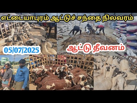 ## தூத்துக்குடி மாவட்டம் எட்டயபுரம் ஆட்டு சந்தையின் நிலவரம்...