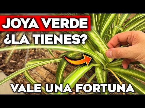 ¡VALE ORO PURO! Si Tienes ESTA PLANTA Cuídala MUY BIEN Oculta UN GRAN PODER | Planta de Cintas